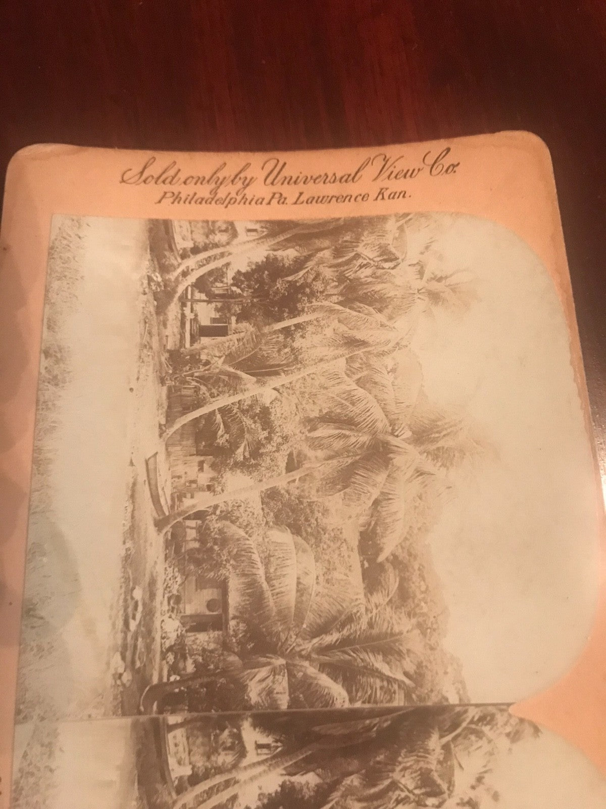 Real photo stereoview #24 Homes Tropical Forest Ft de France Martinique WI