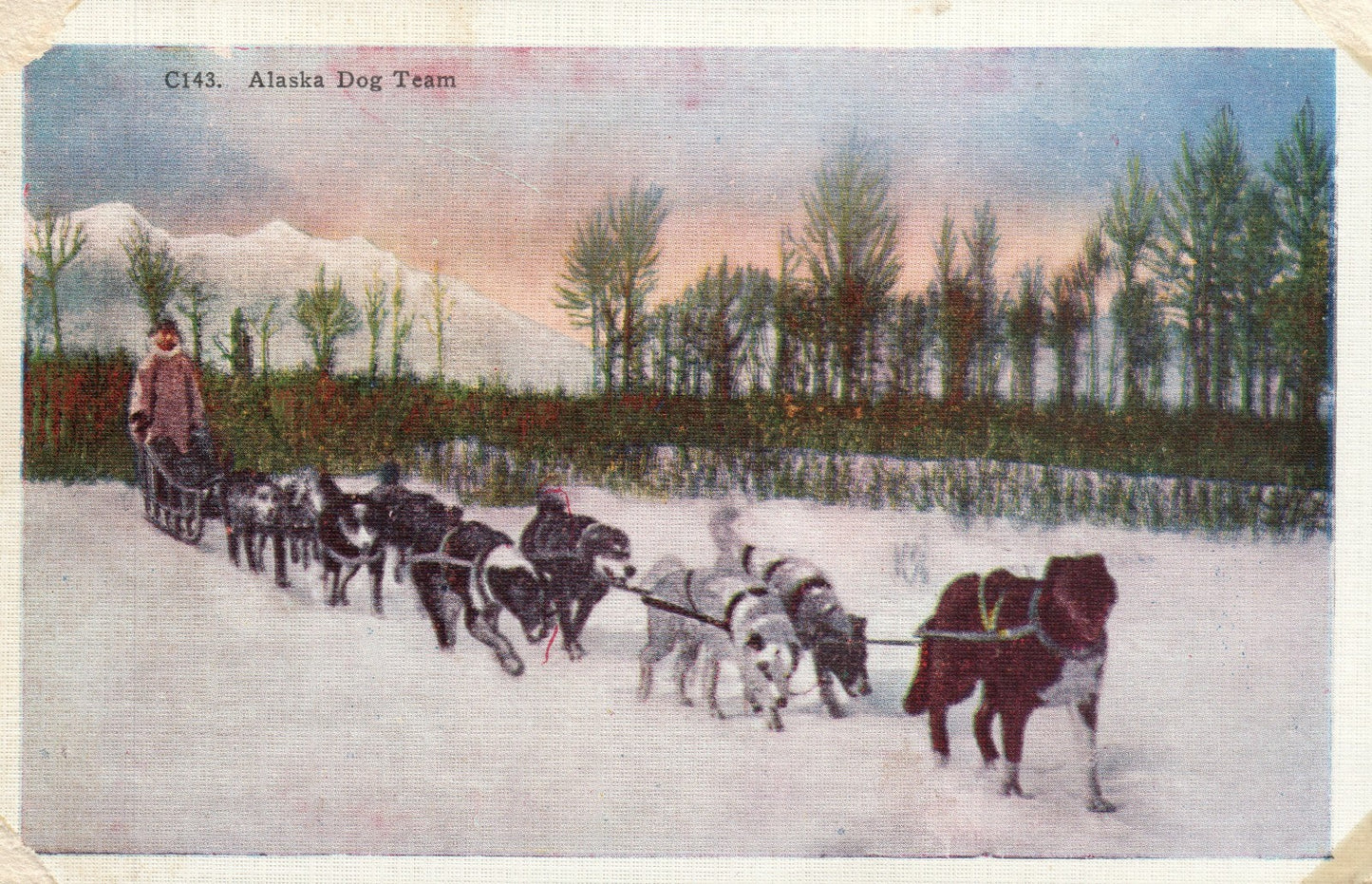 Alaska Dog Team C143 AK Postcard Eskimo