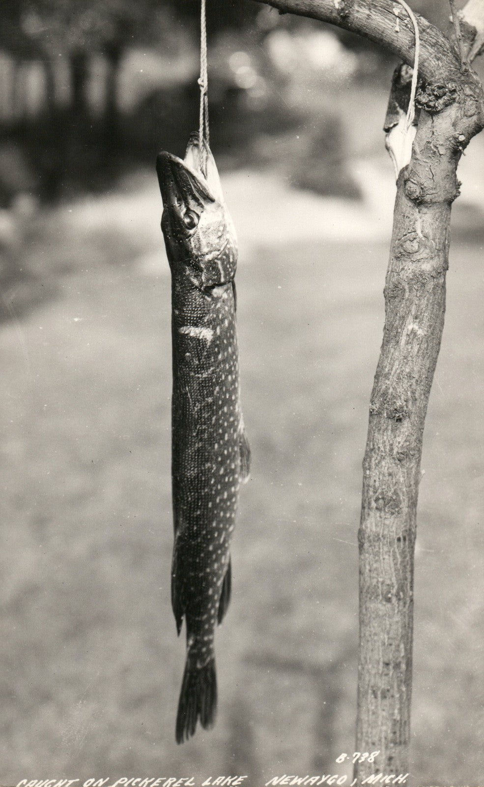Real Photo Pike Caught on Pickerel Lake Newaygo MI Michigan B-738