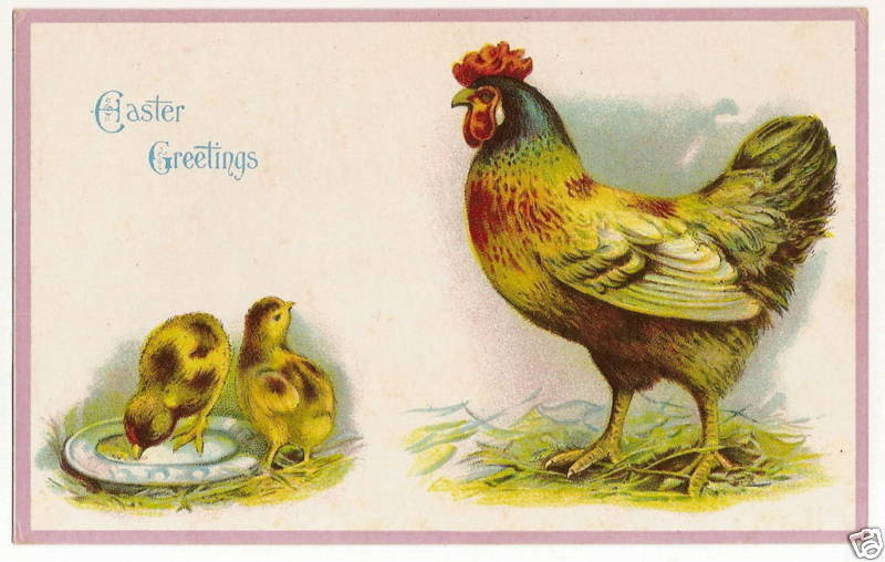Chicks Rooster chicken Easter Postcard Series