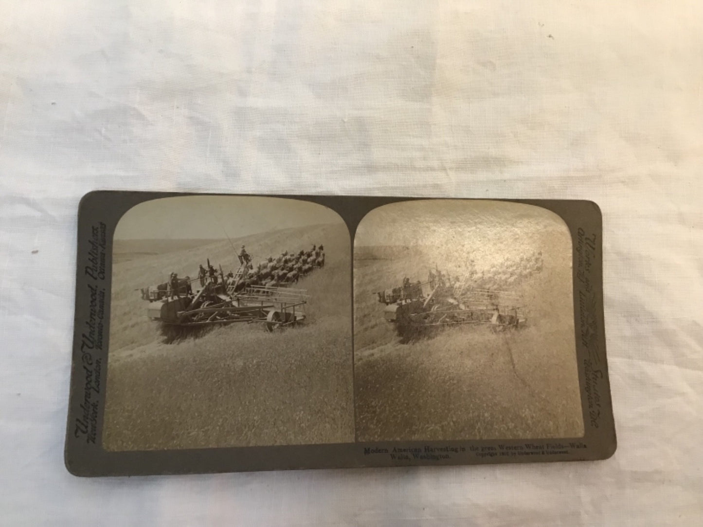 1902 Real Photo Modern American Harvesting Wally Washington WA stereoview