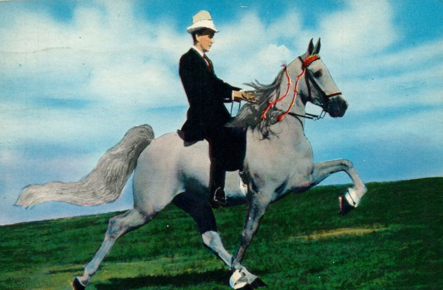 Beloved Belinda 1960 World Champion Mare TN Tennessee Postcard