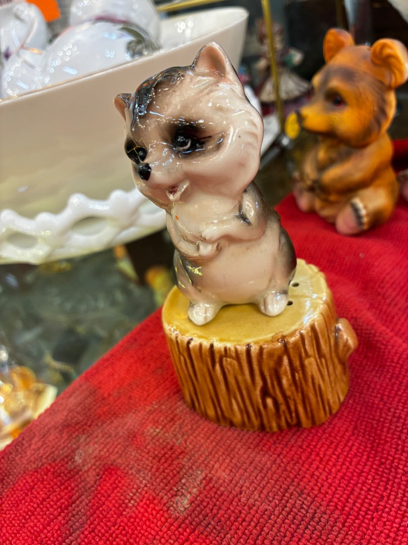 Raccoon on stump