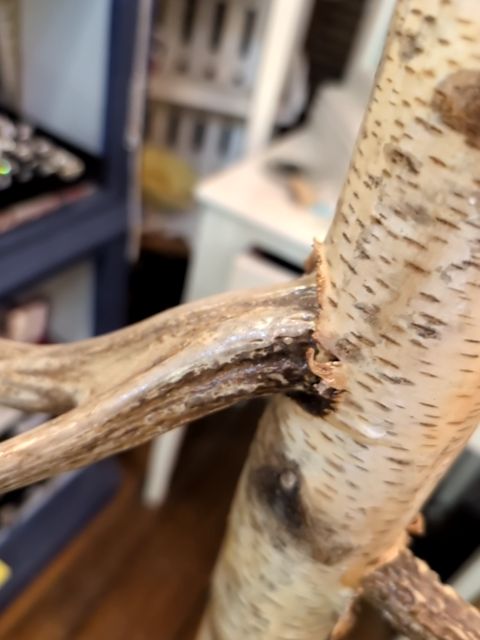 Antler coat rack