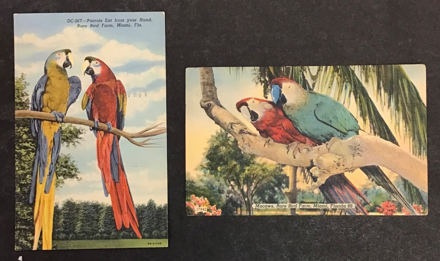 Lot of 5 Colorful Parrot's  Set of Postcards
