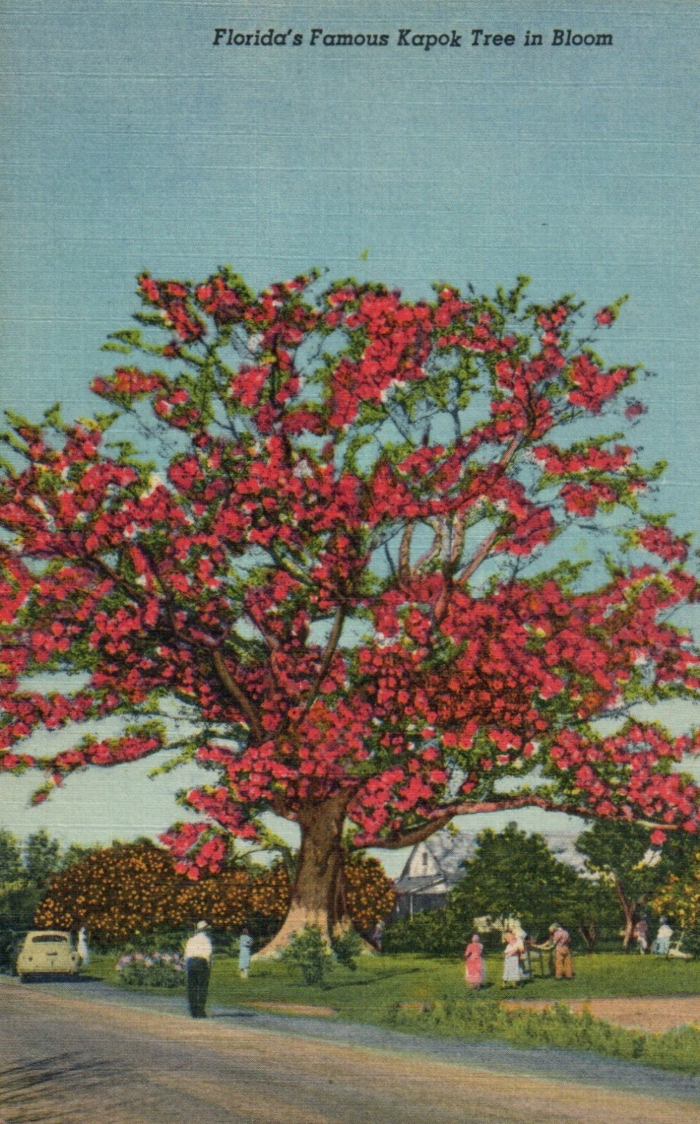 Famous Kapok Tree In Bloom  213-F Tropical Florida Series FL FLA Tree Postcard