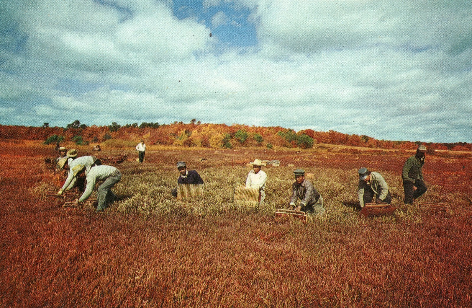Harvesting Cranberries Cape Cod  Massachusetts MA  Postcard