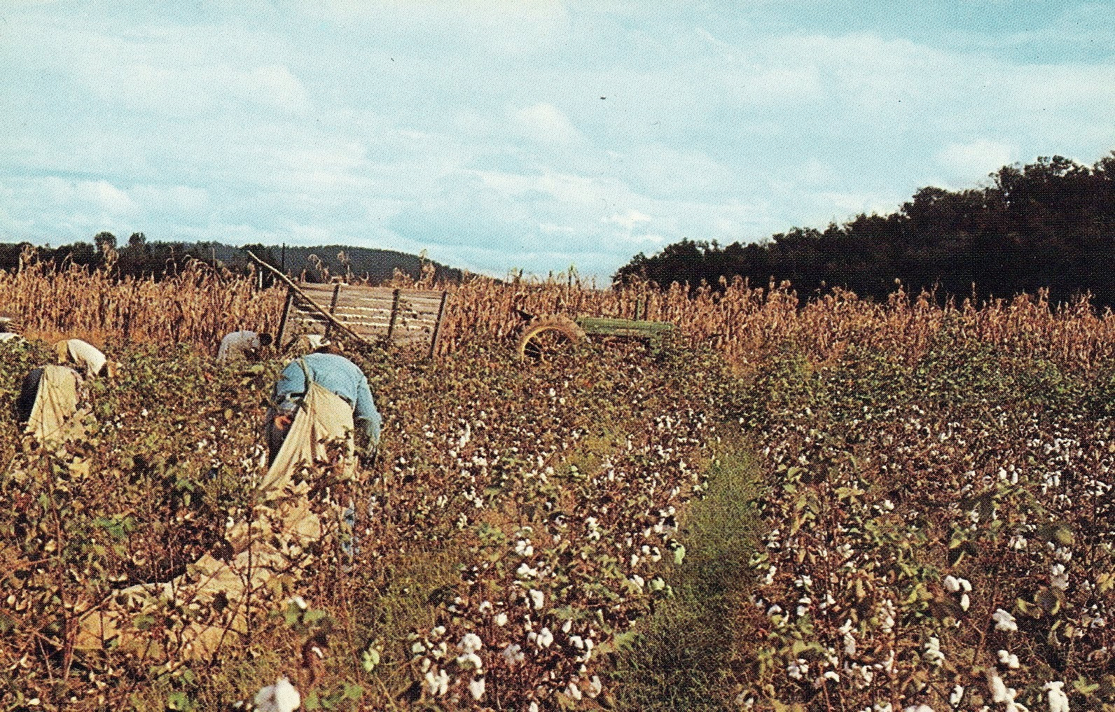 Cotton picking in Dixie Vintage postcard
