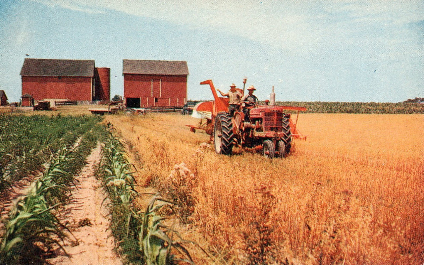 Corn and wheat fields with tractor in photo