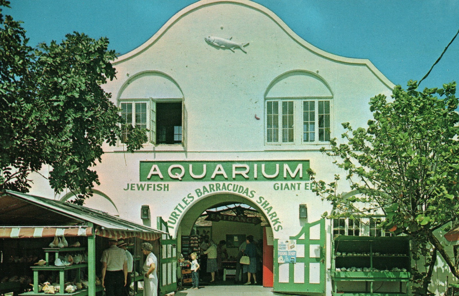  Aquarium Key West FL Florida Fish Life Shells Turtles Eel Advertising Postcard