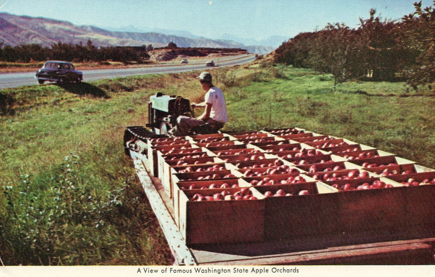 A view of famous Washington state apple orchards vintage postcard