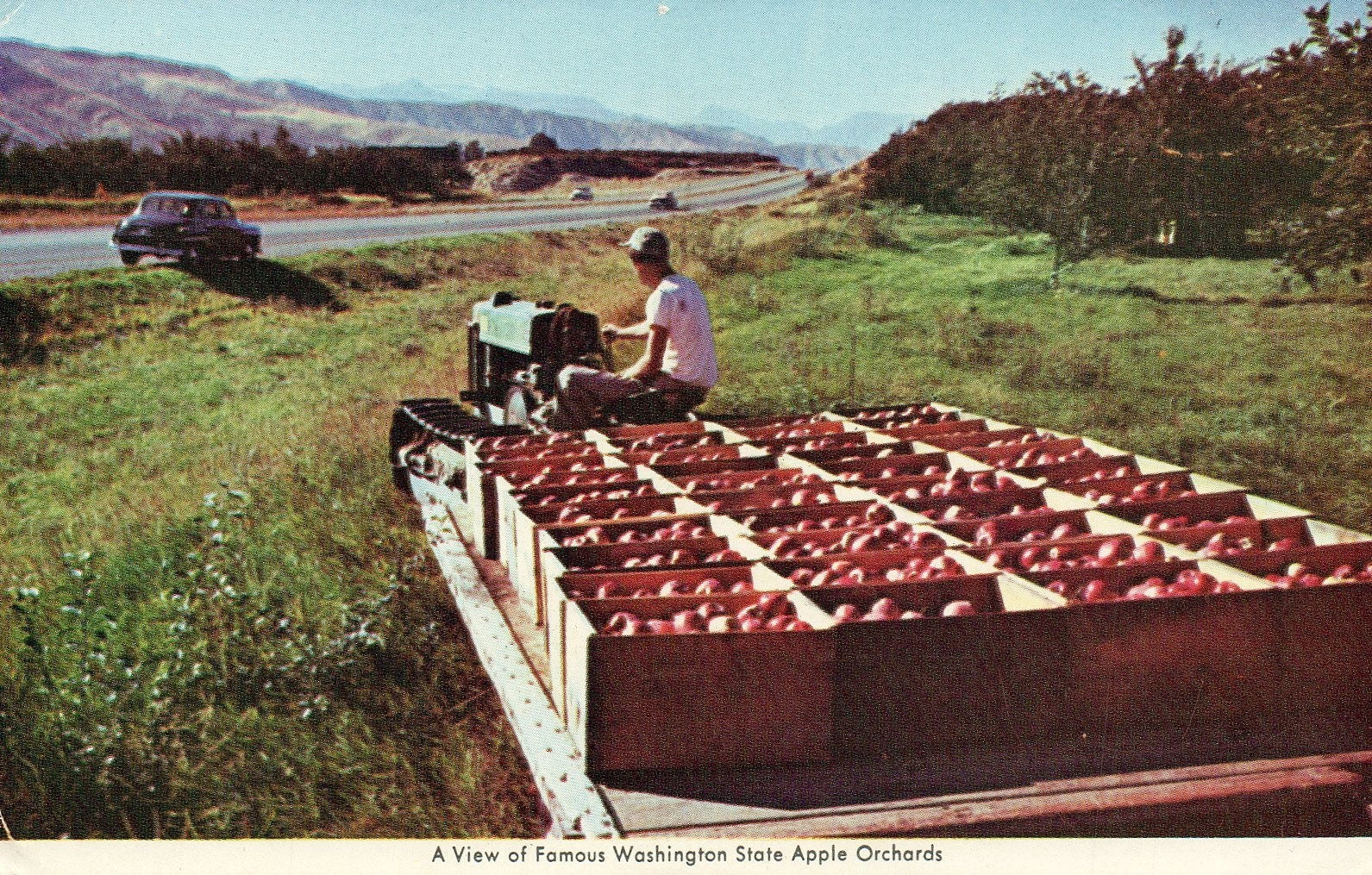 A view of famous Washington state apple orchards vintage postcard