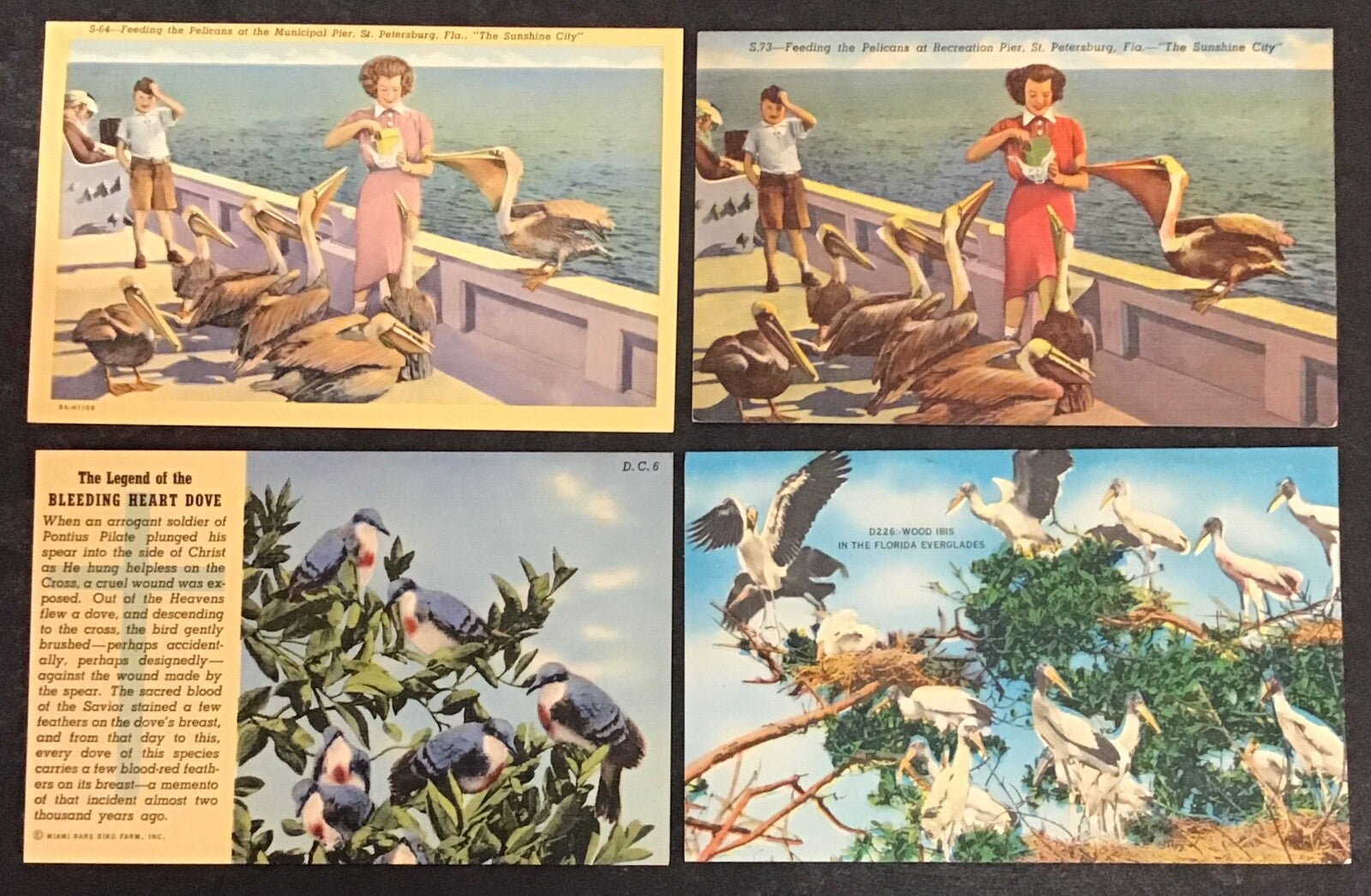 Lot of 8 Various Florida Birds Set of Postcards
