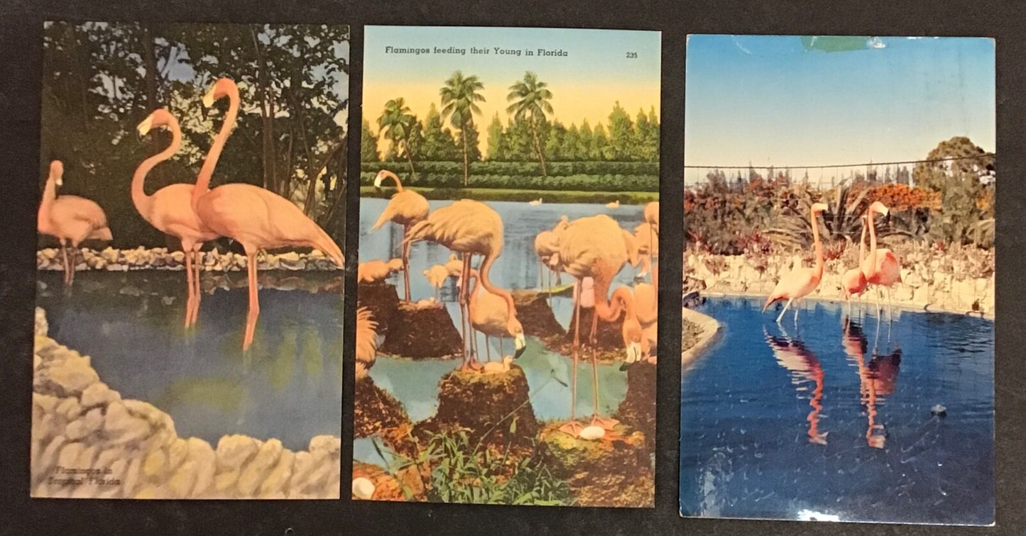 Lot of 6 Various Flamingos Set of Postcards