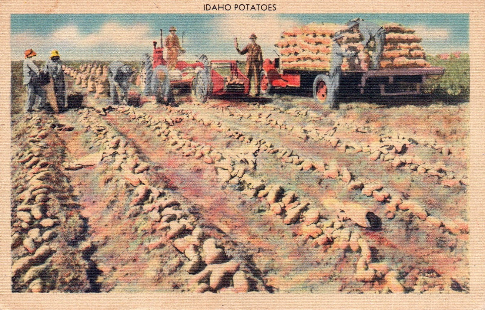 Idaho potatoes being harvested with tractors