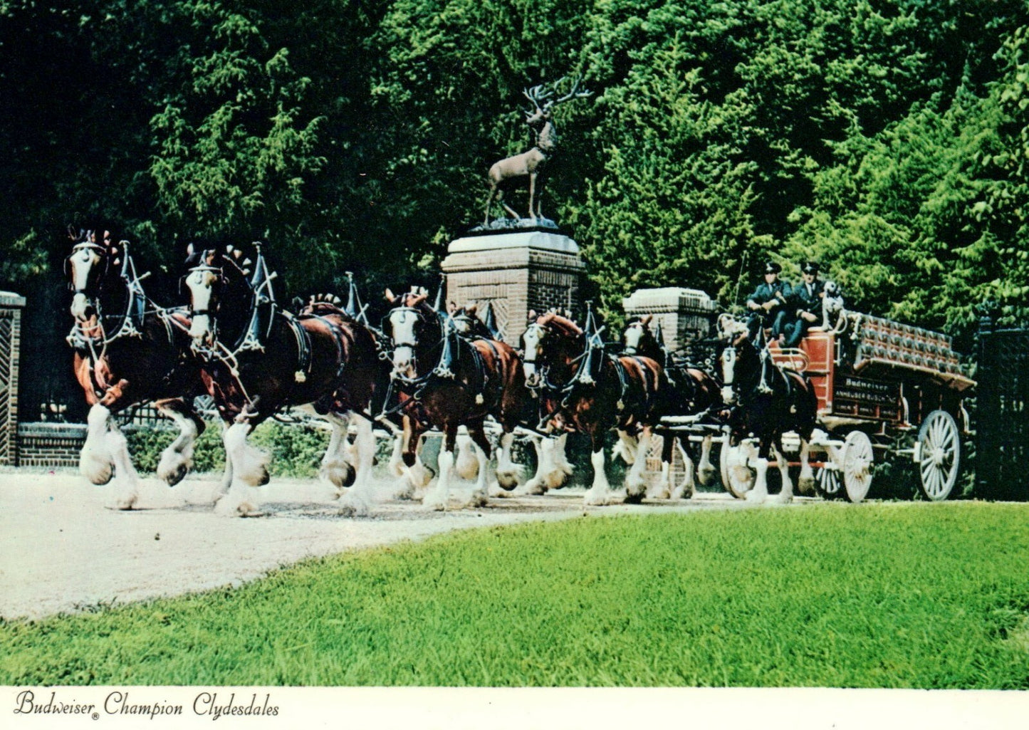 Budweiser Champion Clydesdale Passing Through Main Gate Beer Postcard