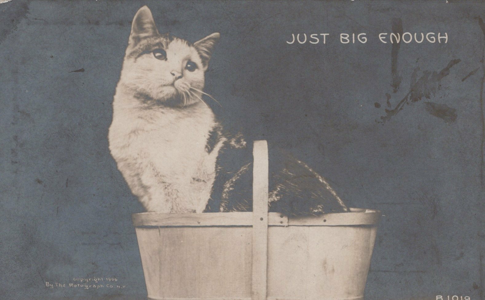 Cat in Basket "Just Big Enough" B1019 Rotograph Co Animal Postcard