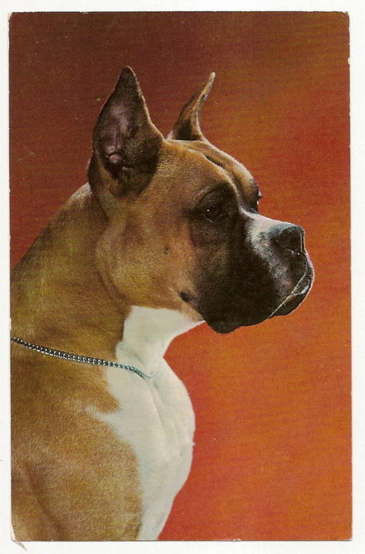 Alfred Mainzer Boxer Dog Portrait Animal Postcard No. 851