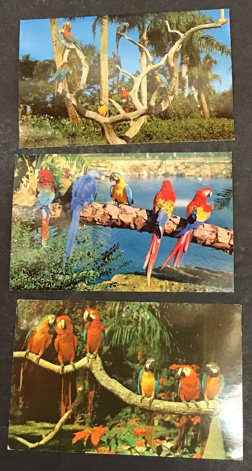 Lot of 5 Colorful Parrot's  Set of Postcards