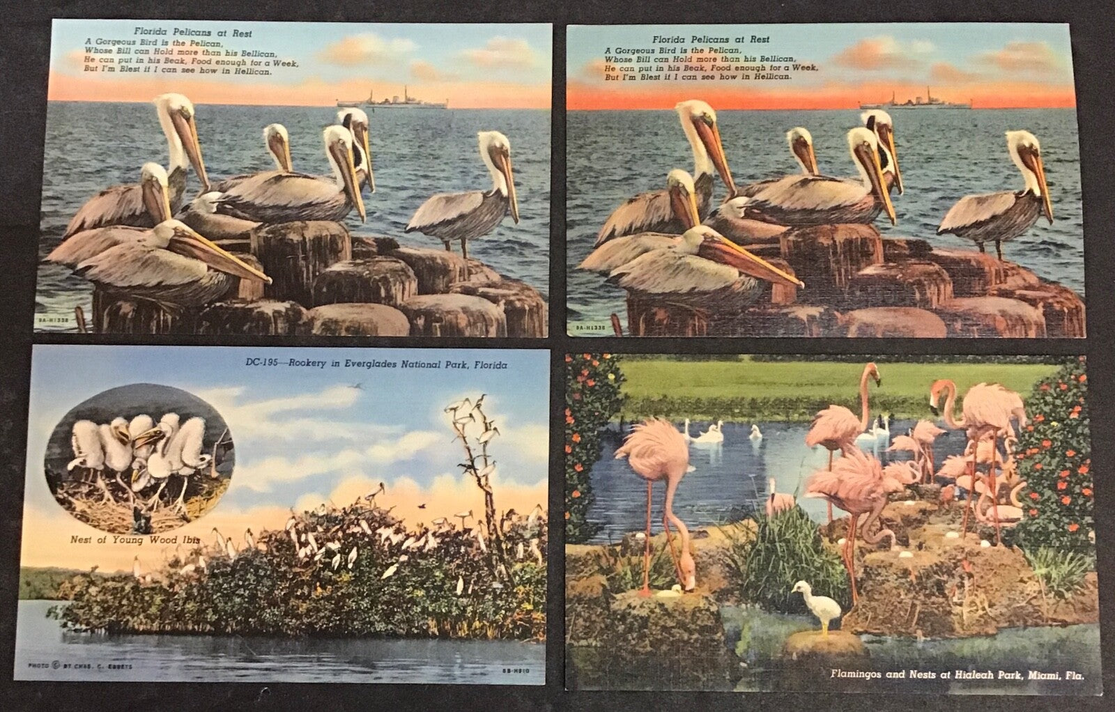 Lot of 8 Various Florida Birds Set of Postcards