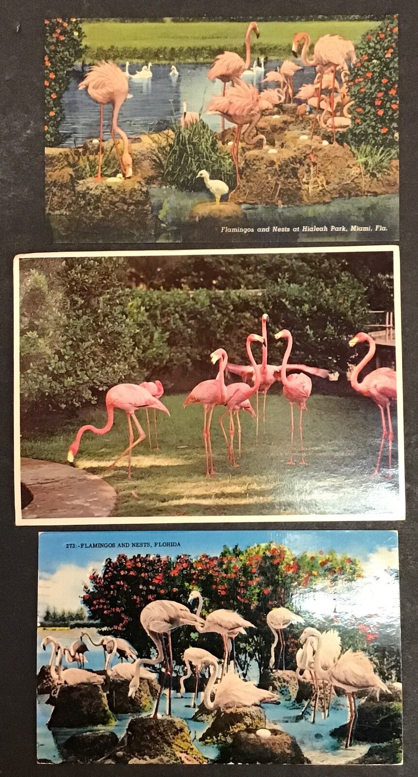 Lot of 6 Various Flamingos Set of Postcards