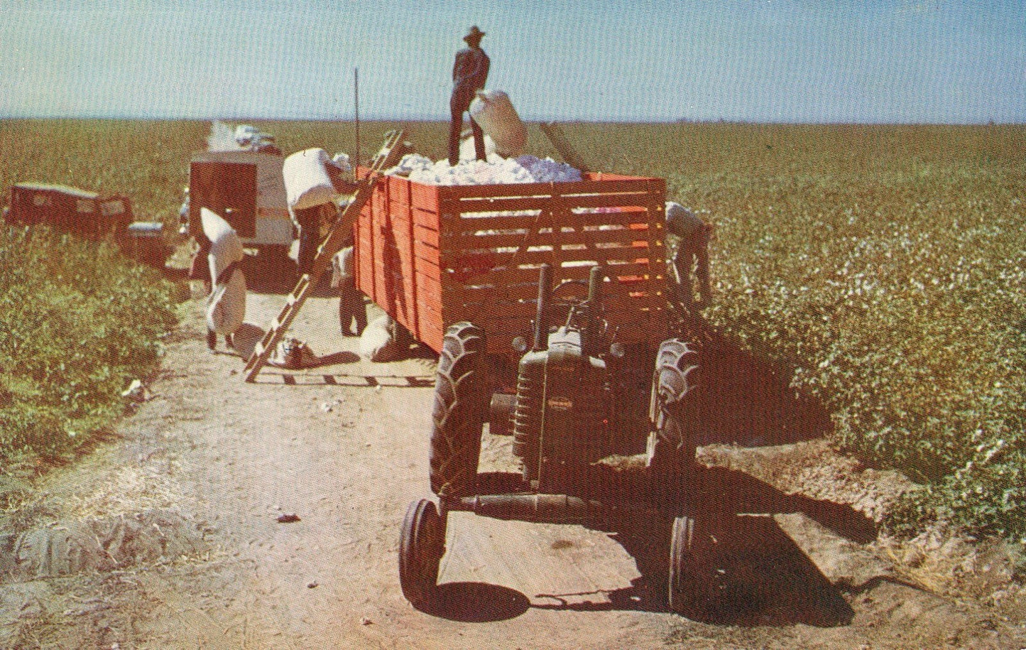 Picking Cotton in the SAN JOAQUIN VALLEY with a tractor vintage postcard