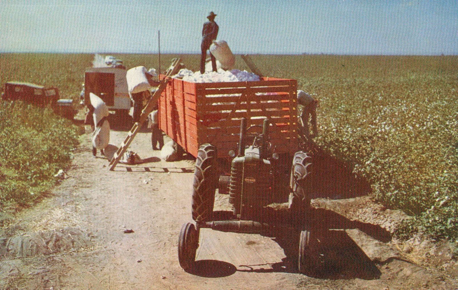 Picking Cotton in the SAN JOAQUIN VALLEY with a tractor vintage postcard