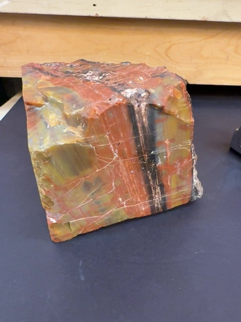Arizona Rainbow petrified wood