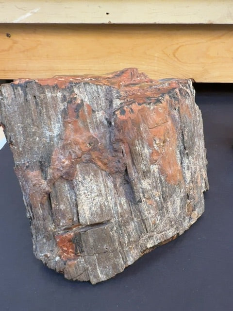 Arizona Rainbow petrified wood